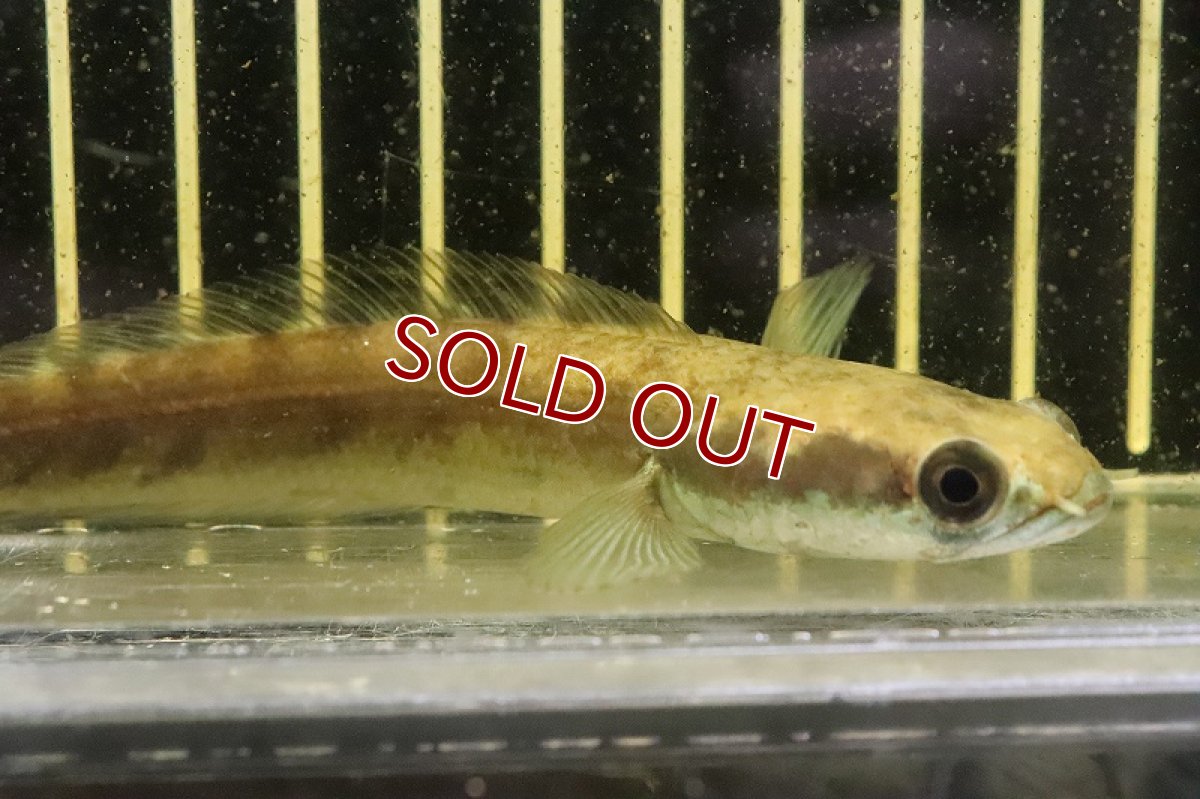 画像2: 【淡水魚】ロイヤルトーマン ペナン産 ワイルド【１匹 サンプル画像】(±10-12cm)(大型魚・スネークヘッド)(生体)(熱帯魚)NKO (2)