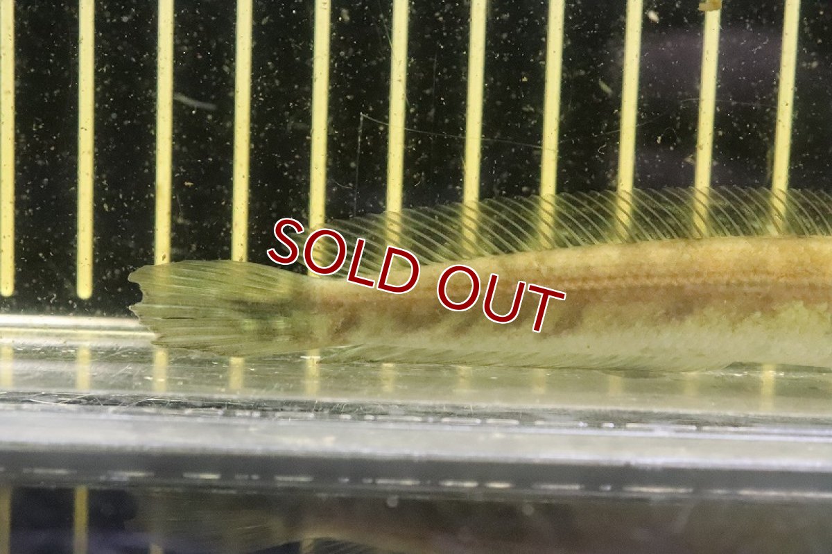 画像4: 【淡水魚】ロイヤルトーマン ペナン産 ワイルド【１匹 サンプル画像】(±10-12cm)(大型魚・スネークヘッド)(生体)(熱帯魚)NKO (4)