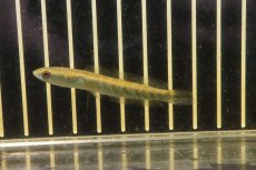 画像1: 【淡水魚】【通販】イエローエンペラースネークヘッド ワイルド【１匹 サンプル画像】(±5-6cm)(大型魚・スネークヘッド)(生体)(熱帯魚)NKO (1)
