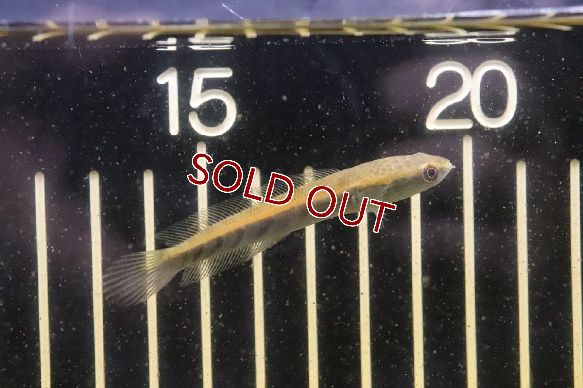 画像2: 【淡水魚】イエローエンペラースネークヘッド ワイルド【１匹 サンプル画像】(±5-6cm)(大型魚・スネークヘッド)(生体)(熱帯魚)NKO (2)