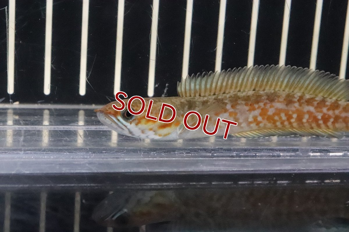 画像2: 【淡水魚】【通販】レア種 ニューレッドレインボースネークヘッド【１匹 サンプル画像】(±6-7cm)(大型魚)(生体)(熱帯魚)NKO (2)