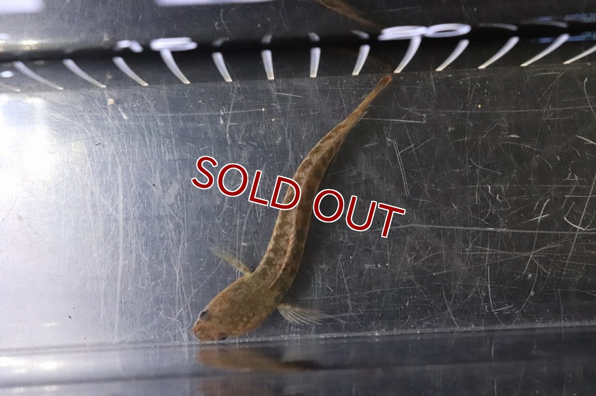 画像4: 【淡水魚】【通販】レア種 ニューレッドレインボースネークヘッド【１匹 サンプル画像】(±6-7cm)(大型魚)(生体)(熱帯魚)NKO (4)