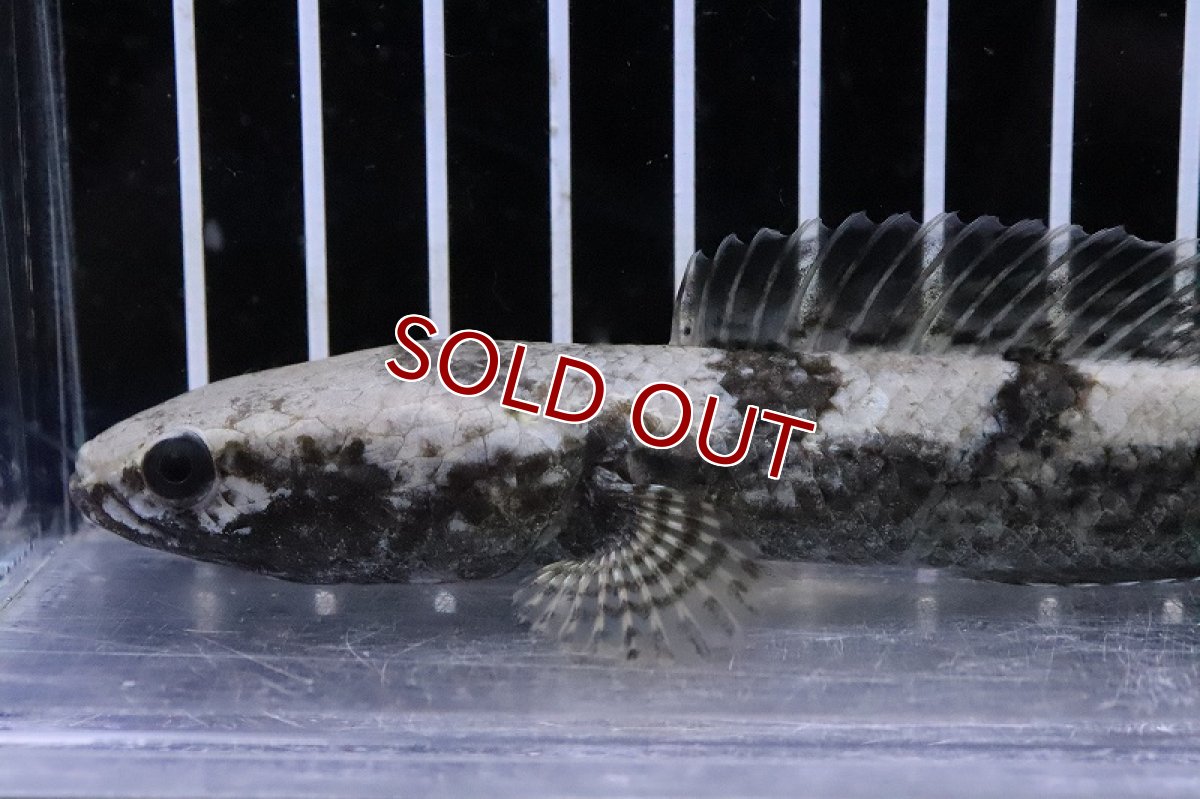 画像2: 【淡水魚】【通販】訳アリ 大特価 ブロードバンドスネークヘッド ワイルド【１匹 サンプル画像】(±15-16cm)(大型魚)(生体)(熱帯魚)NKO (2)
