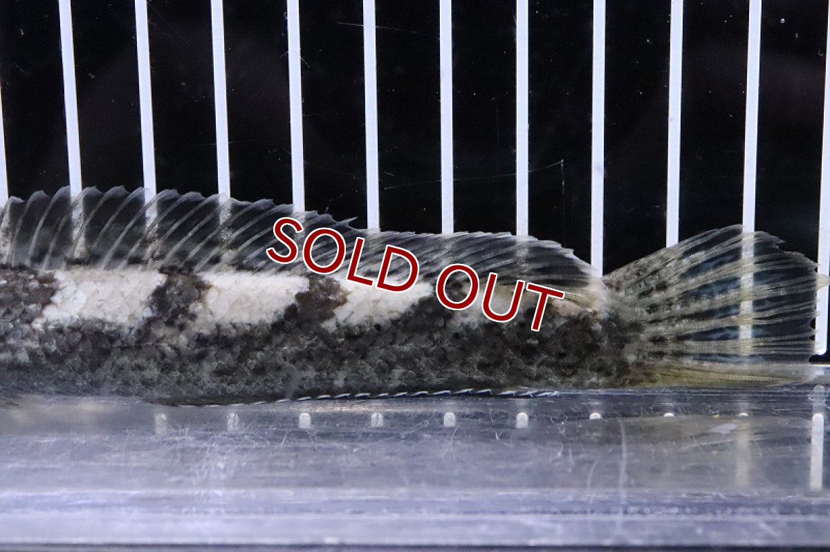 画像3: 【淡水魚】【通販】訳アリ 大特価 ブロードバンドスネークヘッド ワイルド【１匹 サンプル画像】(±15-16cm)(大型魚)(生体)(熱帯魚)NKO (3)