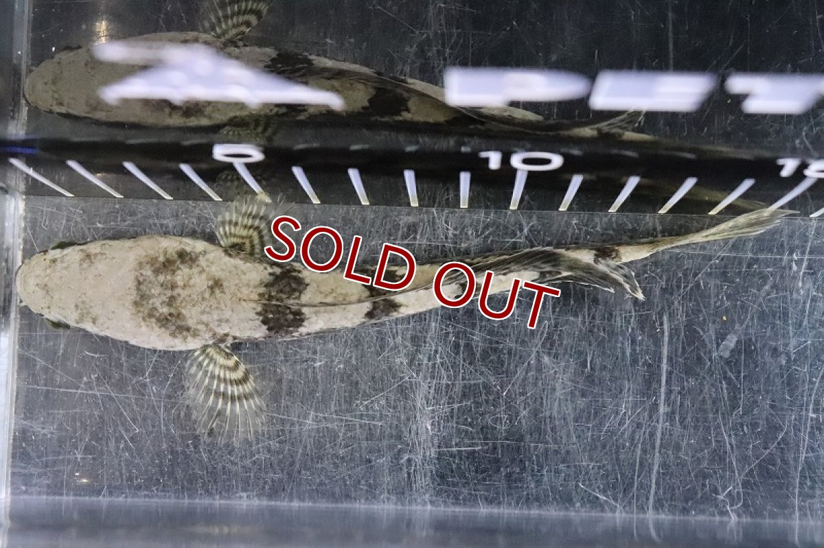 画像4: 【淡水魚】【通販】訳アリ 大特価 ブロードバンドスネークヘッド ワイルド【１匹 サンプル画像】(±15-16cm)(大型魚)(生体)(熱帯魚)NKO (4)