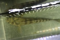 画像4: 【淡水魚】【通販】大特価 チャンナ sp リアルバルカ ワイルド【１匹 サンプル画像】(±15-18cm)(生体)(熱帯魚)NKO (4)