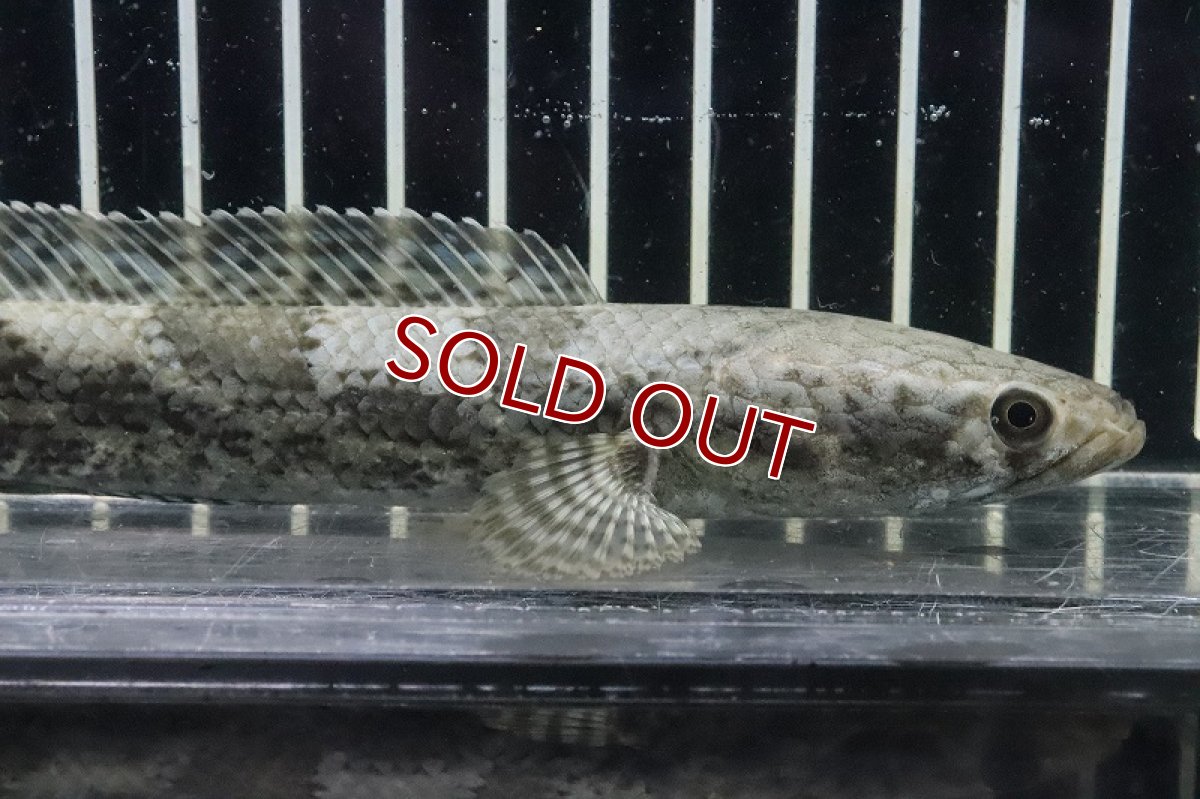 画像2: 【淡水魚】【通販】チャンナ sp ポマネンシス コバルトバックタイプ ワイルド【１匹 サンプル画像】(±15-17cm)(生体)(熱帯魚)NKO (2)