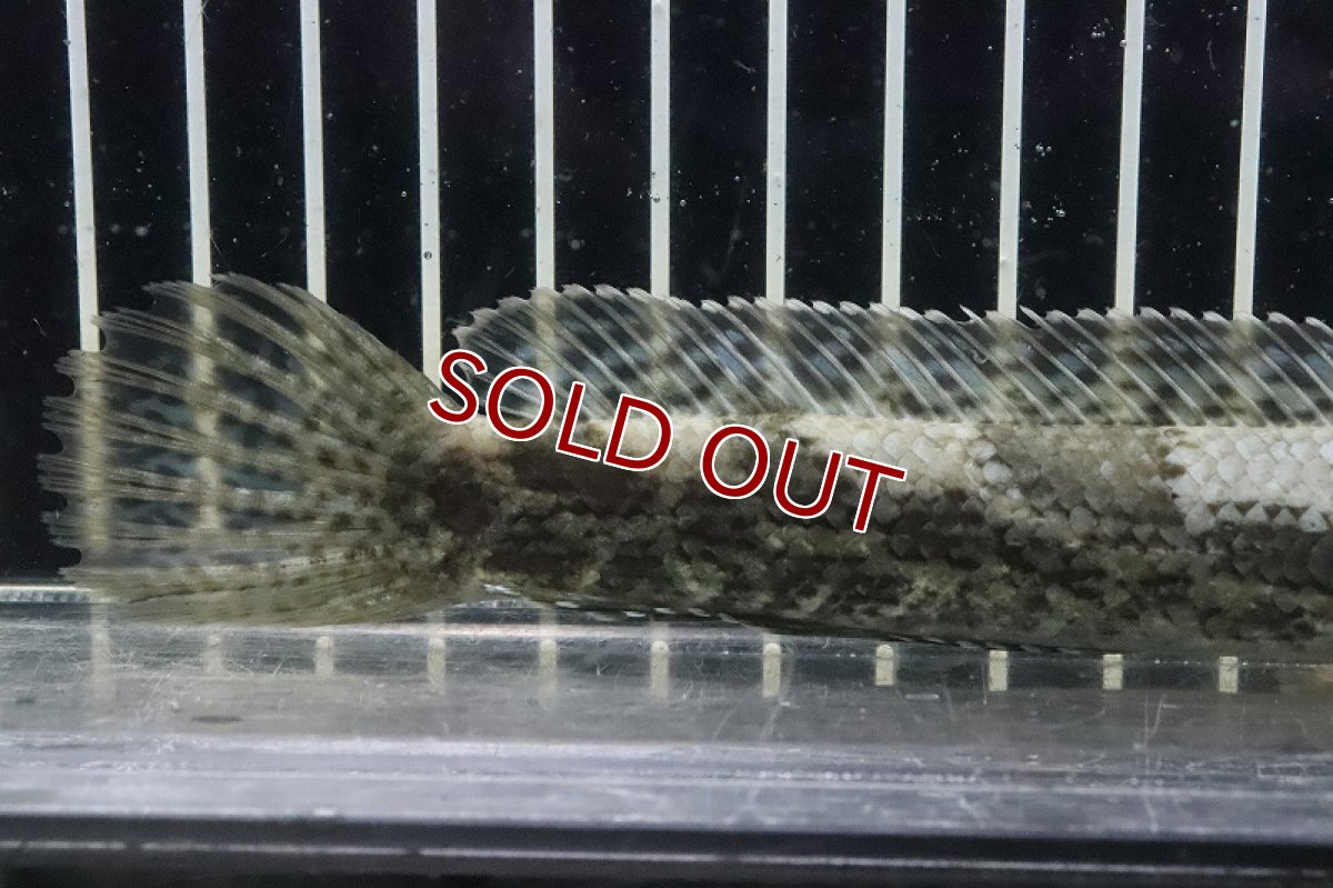 画像3: 【淡水魚】【通販】チャンナ sp ポマネンシス コバルトバックタイプ ワイルド【１匹 サンプル画像】(±15-17cm)(生体)(熱帯魚)NKO (3)