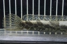 画像3: 【淡水魚】【通販】チャンナ sp ポマネンシス コバルトバックタイプ ワイルド【１匹 サンプル画像】(±15-17cm)(生体)(熱帯魚)NKO (3)