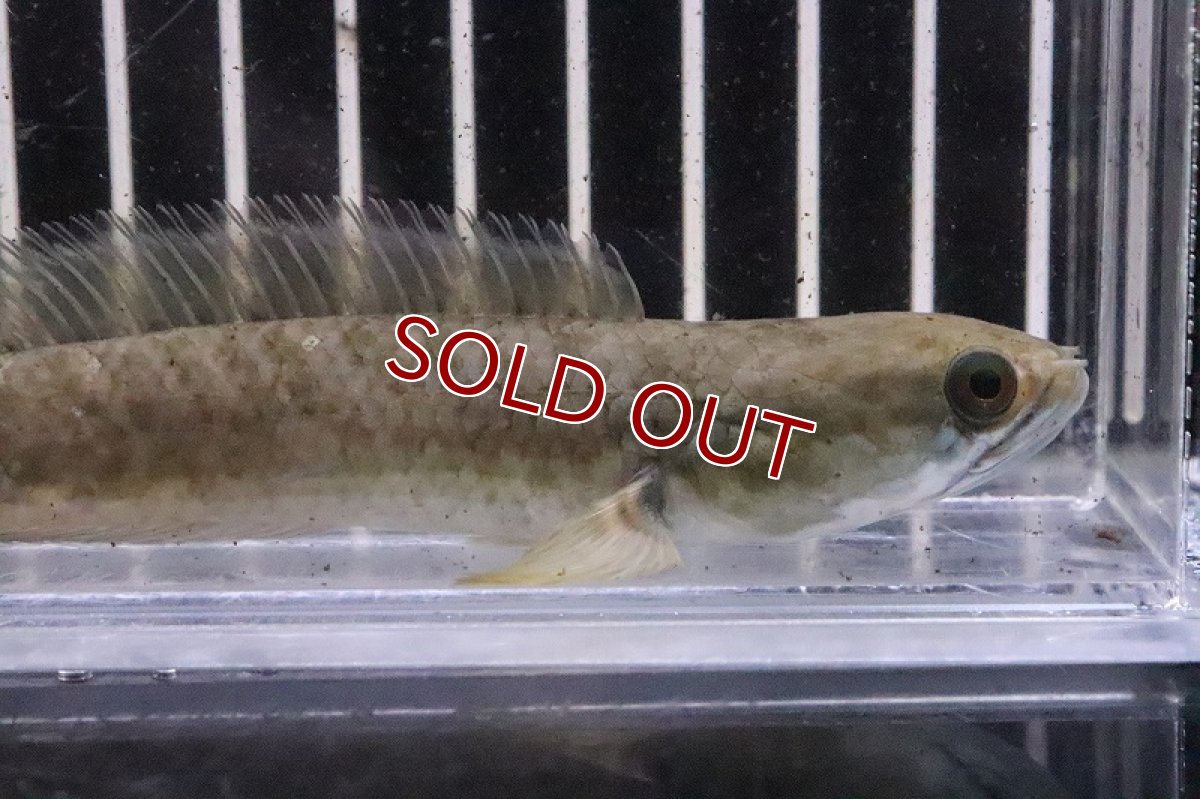 画像2: 【淡水魚】ドワーフスネークヘッド ベンガルオレンジ【１匹 サンプル画像】(±8-10cm)(大型魚・スネークヘッド)(生体)(熱帯魚)NKO (2)