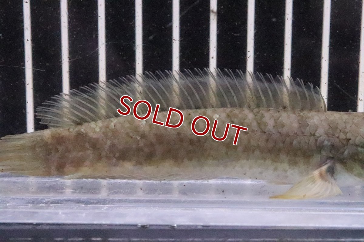 画像3: 【淡水魚】ドワーフスネークヘッド ベンガルオレンジ【１匹 サンプル画像】(±8-10cm)(大型魚・スネークヘッド)(生体)(熱帯魚)NKO (3)