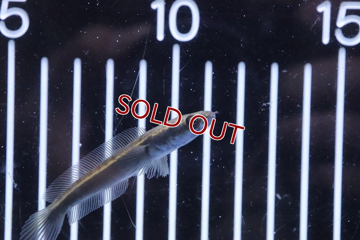 画像2: 【淡水魚】大特価 ロイヤルトーマン ジャンビ産 ワイルド【１匹 サンプル画像】(±5-6cm)(大型魚)(生体)(熱帯魚)NKO (2)