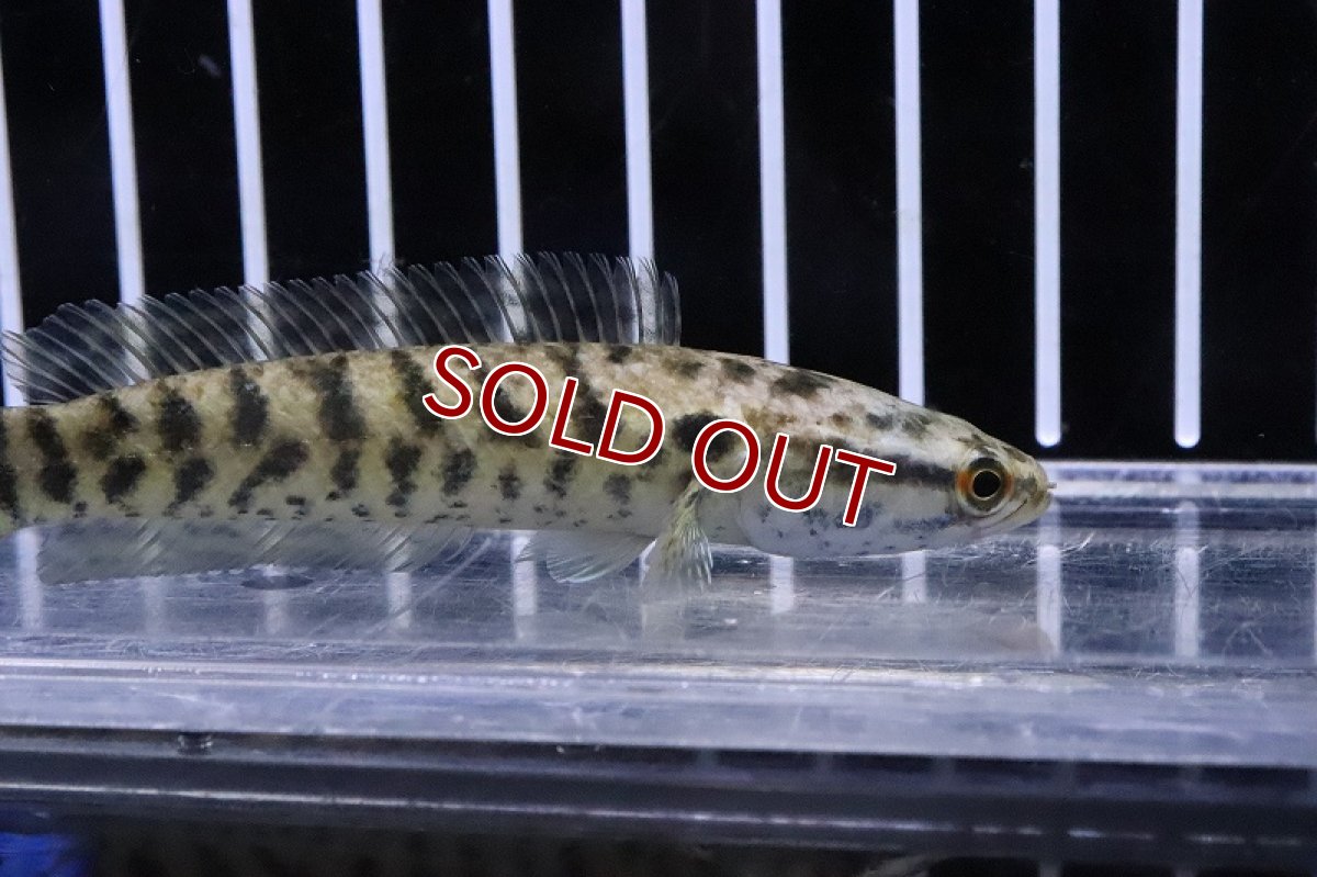 画像2: 【淡水魚】インディアンスネークヘッド【１匹 サンプル画像】(±7-9cm)(大型魚)(生体)(熱帯魚)NK (2)