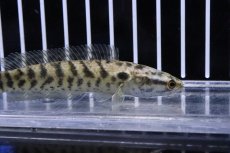 画像2: 【淡水魚】【通販】インディアンスネークヘッド【１匹 サンプル画像】(±7-9cm)(大型魚)(生体)(熱帯魚)NK (2)