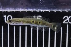 画像1: 【淡水魚】【通販】激安 タイガーフラワートーマン(オセレイトスネークヘッド)【1匹 サンプル画像】(±5cm)(生体)(熱帯魚)NKO (1)
