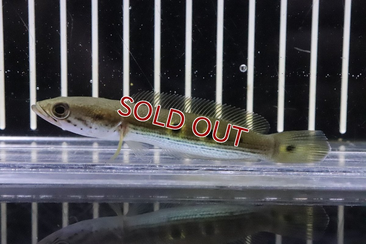 画像2: 【淡水魚】【通販】激安 タイガーフラワートーマン(オセレイトスネークヘッド)【1匹 サンプル画像】(±3-5cm)(生体)(熱帯魚)NKO (2)