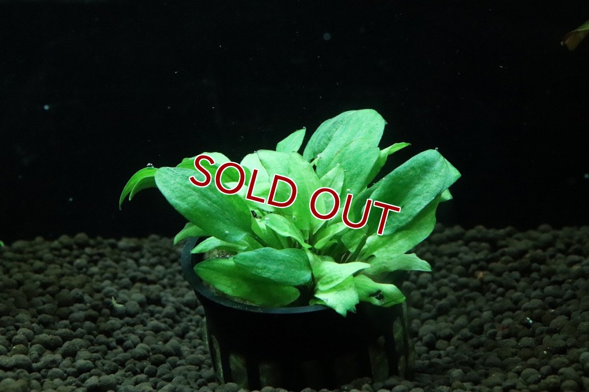 画像1: 【通販 水草】クリプトコリネ ウェンディティ ハイブリッド(輸入品)【1ポット サンプル画像】（陰性水草)（生体）（熱帯魚） (1)