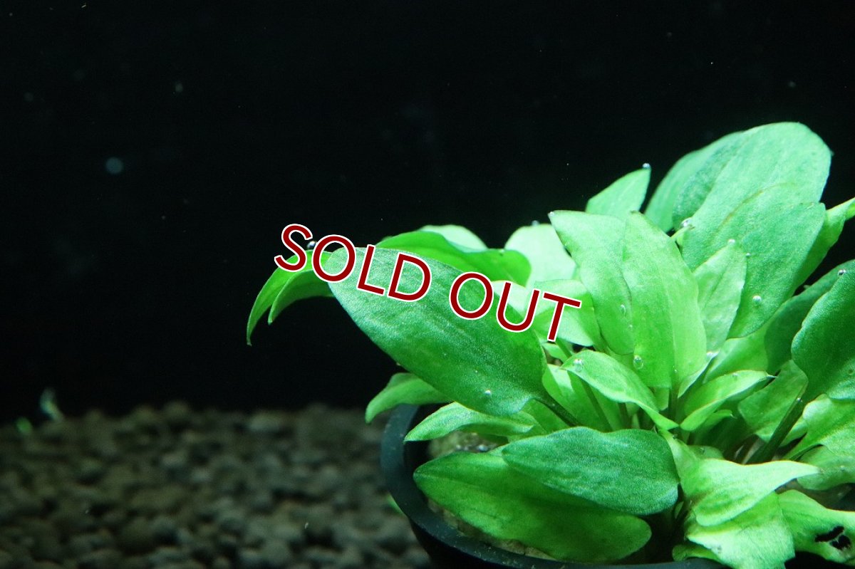 画像2: 【通販 水草】クリプトコリネ ウェンディティ ハイブリッド(輸入品)【1ポット サンプル画像】（陰性水草)（生体）（熱帯魚） (2)