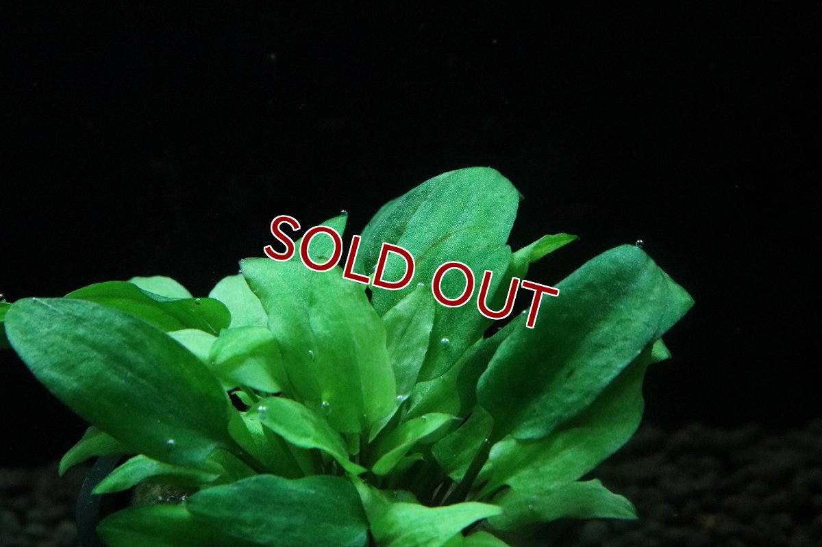 画像3: 【通販 水草】クリプトコリネ ウェンディティ ハイブリッド(輸入品)【1ポット サンプル画像】（陰性水草)（生体）（熱帯魚） (3)