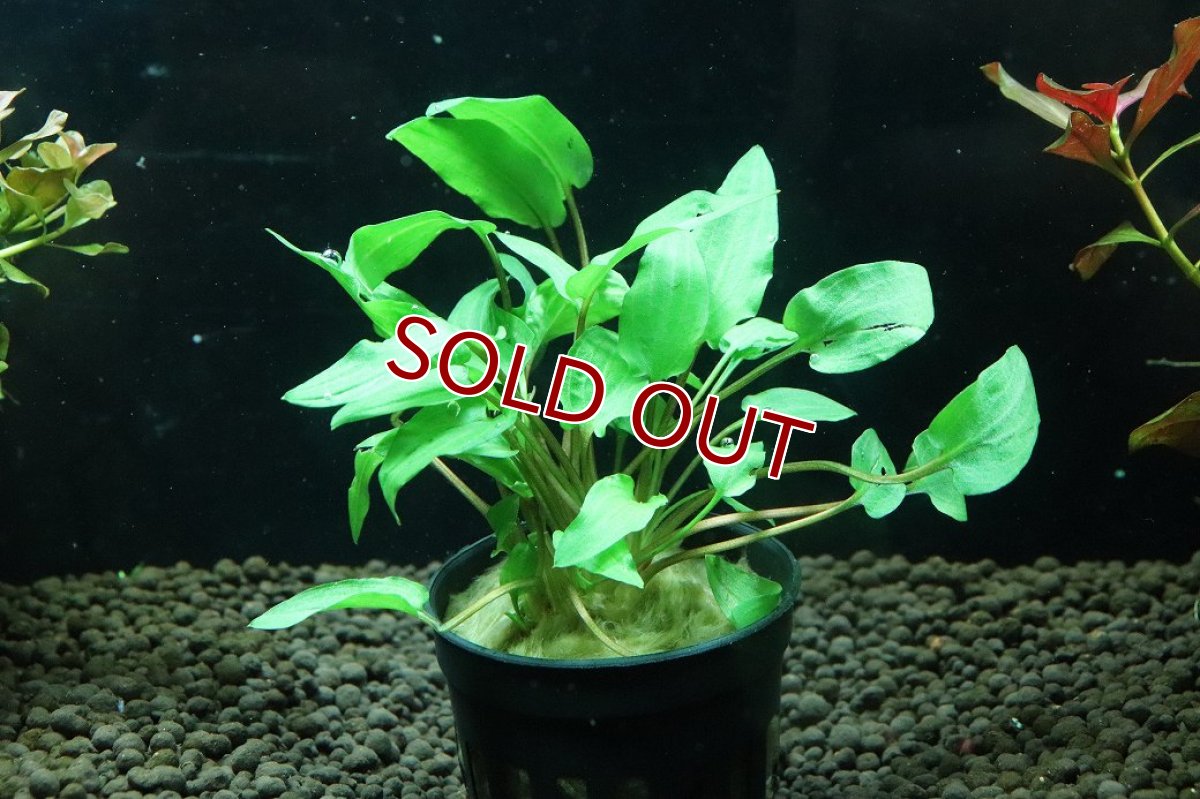 画像1: 【通販 水草】クリプトコリネ ウェンティグリーン(輸入品)【1ポット サンプル画像】（陰性水草)（生体）（熱帯魚） (1)