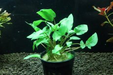 画像1: 【通販 水草】クリプトコリネ ウェンティグリーン(輸入品)【1ポット サンプル画像】（陰性水草)（生体）（熱帯魚） (1)