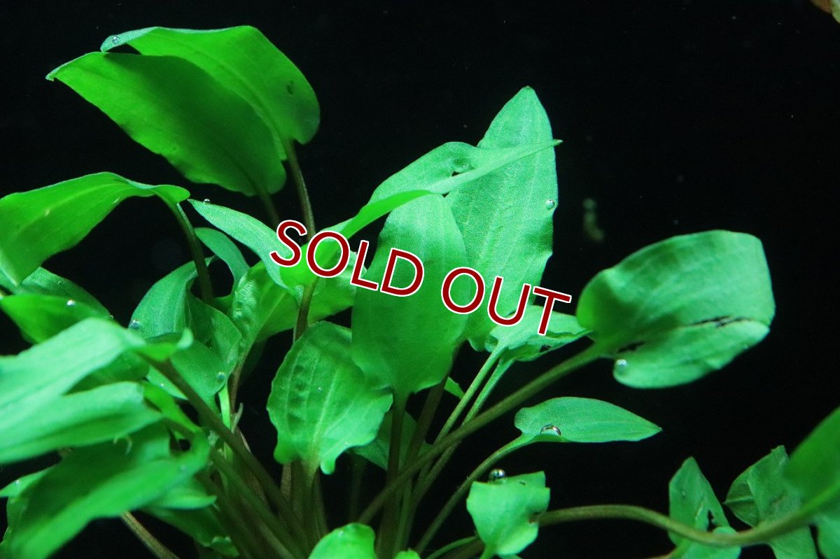 画像2: 【通販 水草】クリプトコリネ ウェンティグリーン(輸入品)【1ポット サンプル画像】（陰性水草)（生体）（熱帯魚） (2)