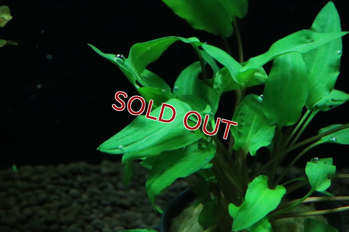 画像3: 【通販 水草】クリプトコリネ ウェンティグリーン(輸入品)【1ポット サンプル画像】（陰性水草)（生体）（熱帯魚） (3)