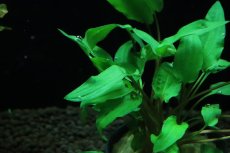 画像3: 【通販 水草】クリプトコリネ ウェンティグリーン(輸入品)【1ポット サンプル画像】（陰性水草)（生体）（熱帯魚） (3)