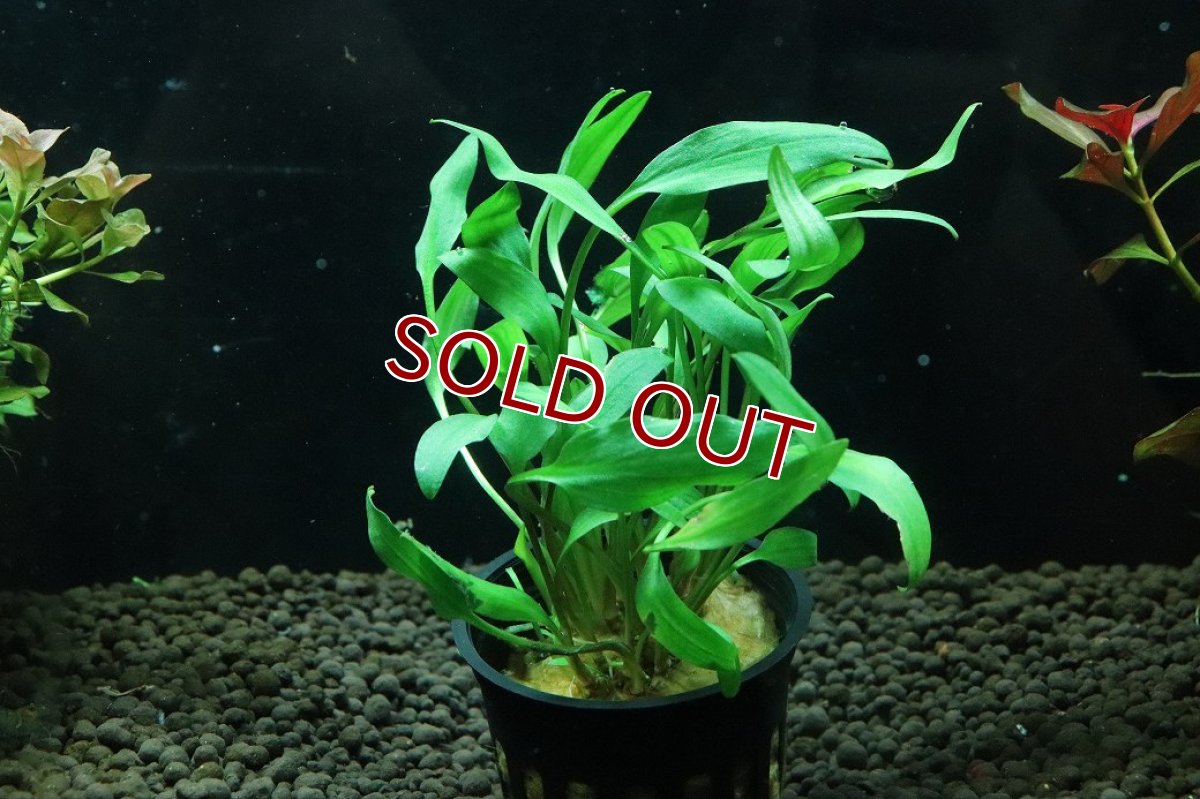 画像1: 【通販 水草】クリプトコリネ ルテア(輸入品)【1ポット サンプル画像】（陰性水草)（生体）（熱帯魚） (1)