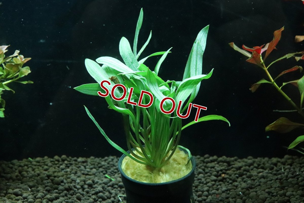 画像1: 【通販 水草】クリプトコリネ スピラリス タイガー(輸入品)【1ポット サンプル画像】（陰性水草)（生体）（熱帯魚） (1)