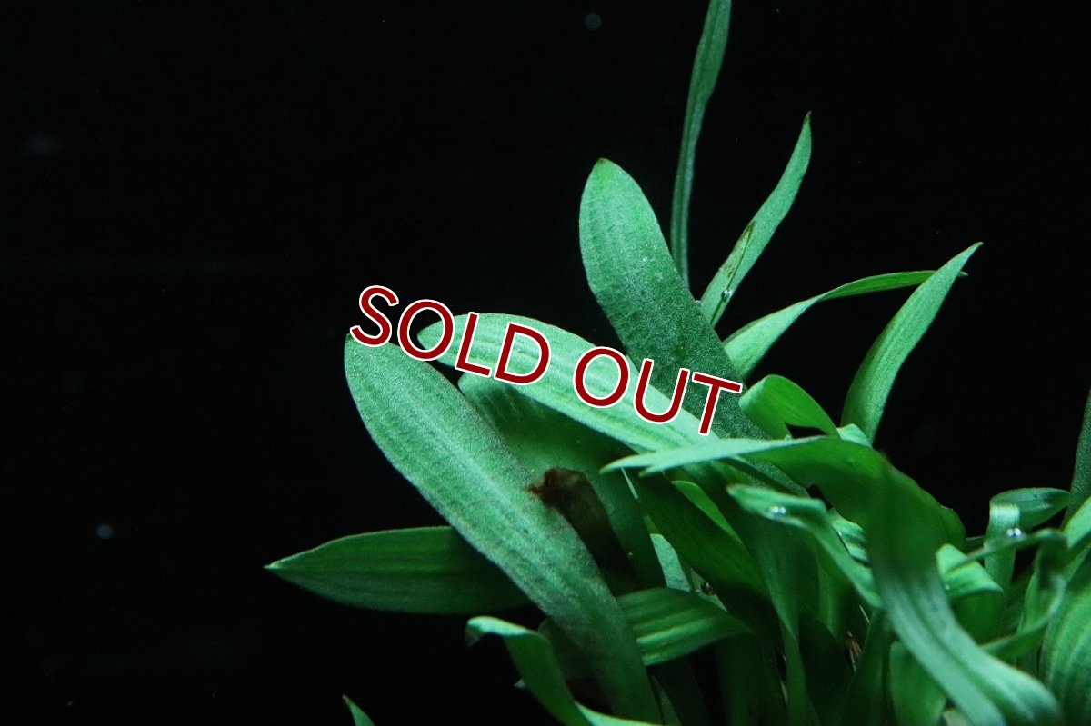 画像2: 【通販 水草】クリプトコリネ スピラリス タイガー(輸入品)【1ポット サンプル画像】（陰性水草)（生体）（熱帯魚） (2)