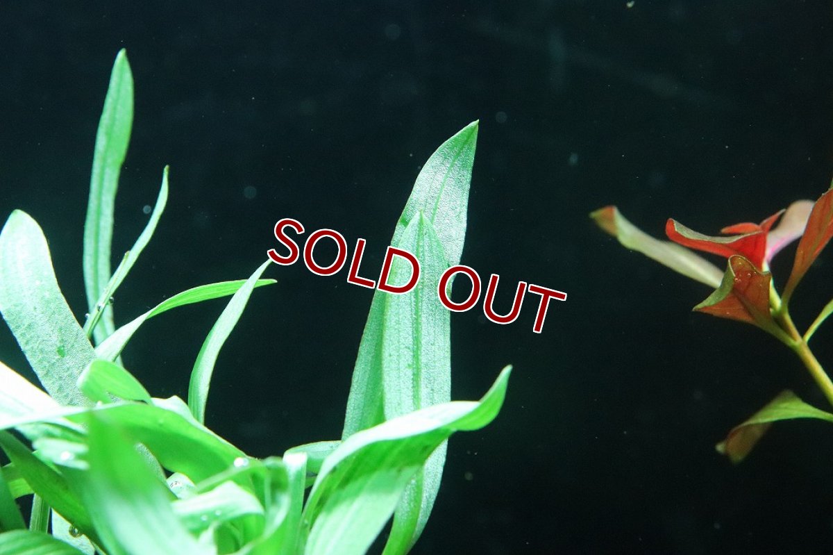 画像3: 【通販 水草】クリプトコリネ スピラリス タイガー(輸入品)【1ポット サンプル画像】（陰性水草)（生体）（熱帯魚） (3)