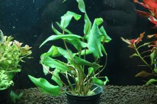 画像1: 【通販 水草】クリプトコリネ ウェンティ ミオヤ(輸入品)【1ポット サンプル画像】（陰性水草)（生体）（熱帯魚） (1)