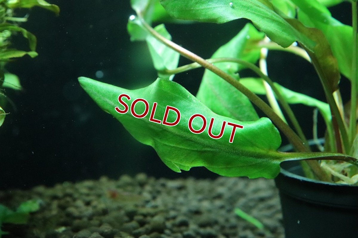 画像2: 【通販 水草】クリプトコリネ ウェンティ ミオヤ(輸入品)【1ポット サンプル画像】（陰性水草)（生体）（熱帯魚） (2)