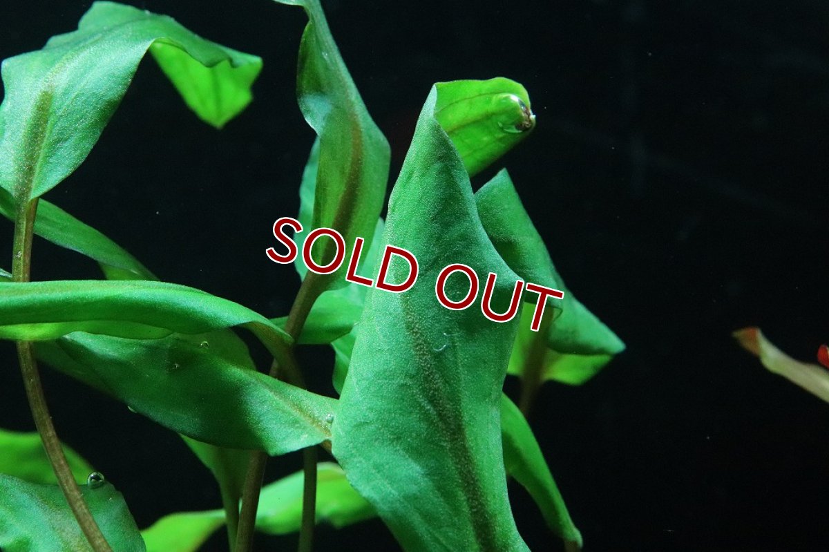 画像3: 【通販 水草】クリプトコリネ ウェンティ ミオヤ(輸入品)【1ポット サンプル画像】（陰性水草)（生体）（熱帯魚） (3)