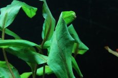 画像3: 【通販 水草】クリプトコリネ ウェンティ ミオヤ(輸入品)【1ポット サンプル画像】（陰性水草)（生体）（熱帯魚） (3)