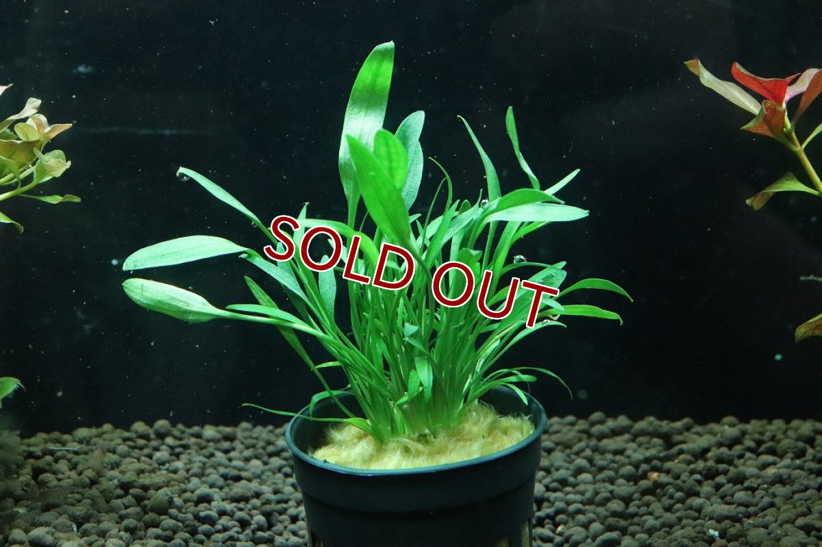 画像1: 【通販 水草】クリプトコリネ ルーケンス(輸入品)【1ポット サンプル画像】（陰性水草)（生体）（熱帯魚） (1)