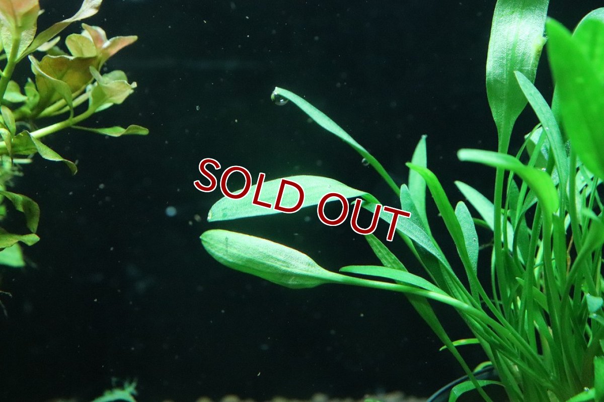 画像2: 【通販 水草】クリプトコリネ ルーケンス(輸入品)【1ポット サンプル画像】（陰性水草)（生体）（熱帯魚） (2)