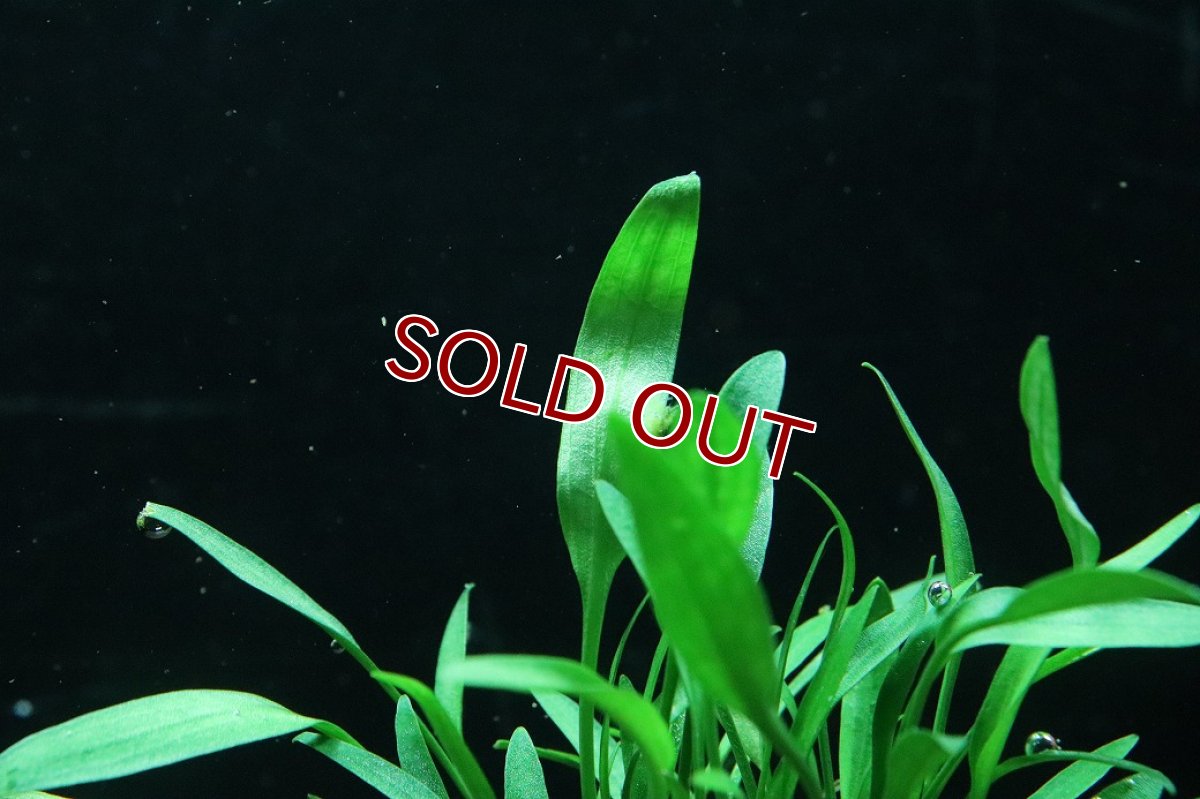 画像3: 【通販 水草】クリプトコリネ ルーケンス(輸入品)【1ポット サンプル画像】（陰性水草)（生体）（熱帯魚） (3)