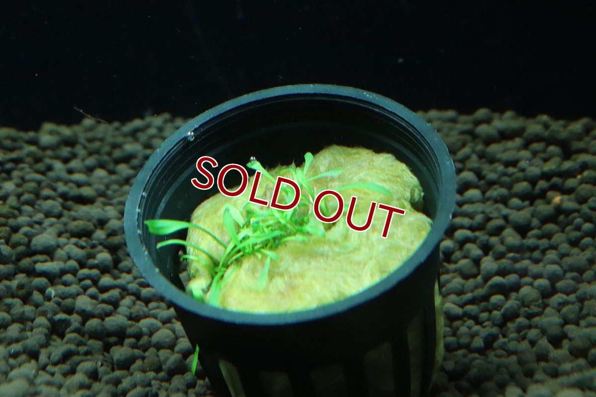 画像1: 【通販 水草】クリプトコリネ パルバ(輸入品)【1ポット サンプル画像】（陰性水草)（生体）（熱帯魚） (1)