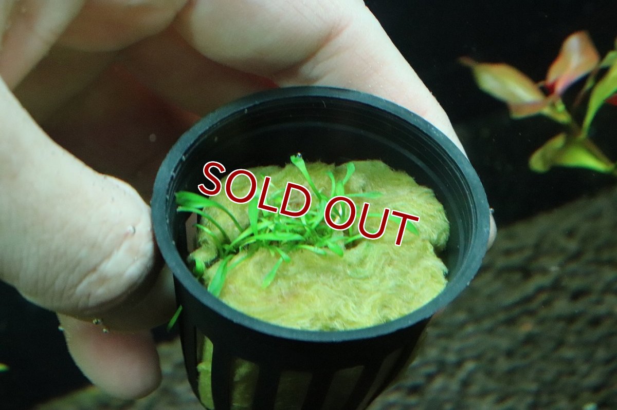 画像2: 【通販 水草】クリプトコリネ パルバ(輸入品)【1ポット サンプル画像】（陰性水草)（生体）（熱帯魚） (2)