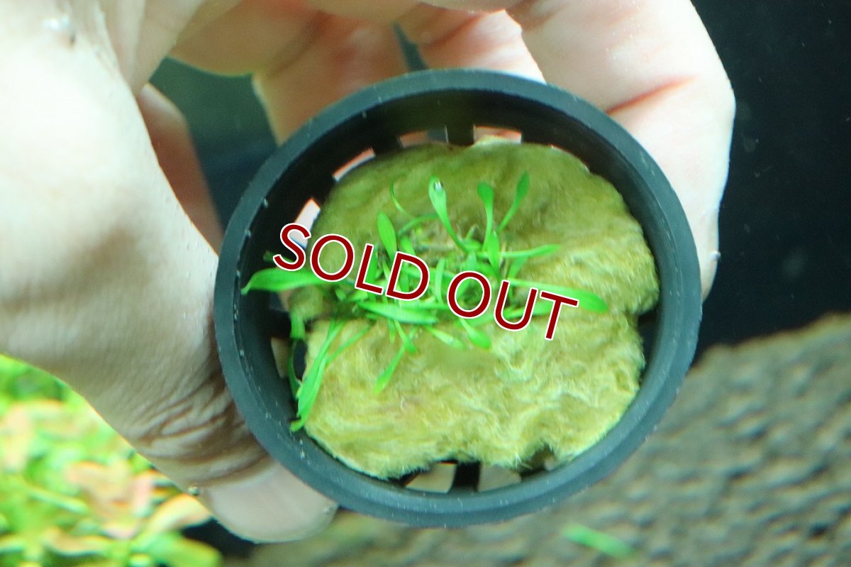 画像3: 【通販 水草】クリプトコリネ パルバ(輸入品)【1ポット サンプル画像】（陰性水草)（生体）（熱帯魚） (3)