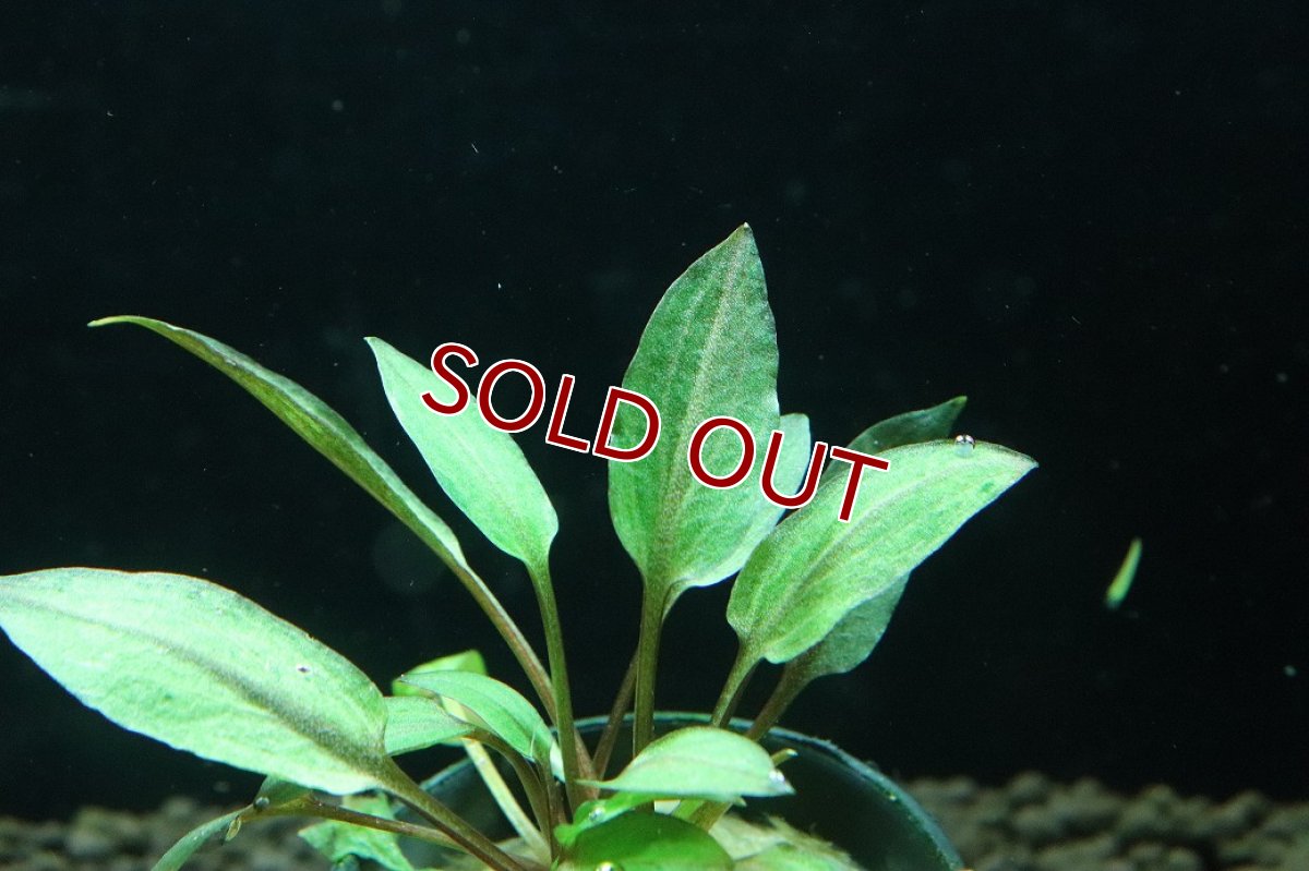 画像3: 【通販 水草】クリプトコリネ フロリダサンセット(輸入品)【1ポット サンプル画像】（陰性水草)（生体）（熱帯魚） (3)