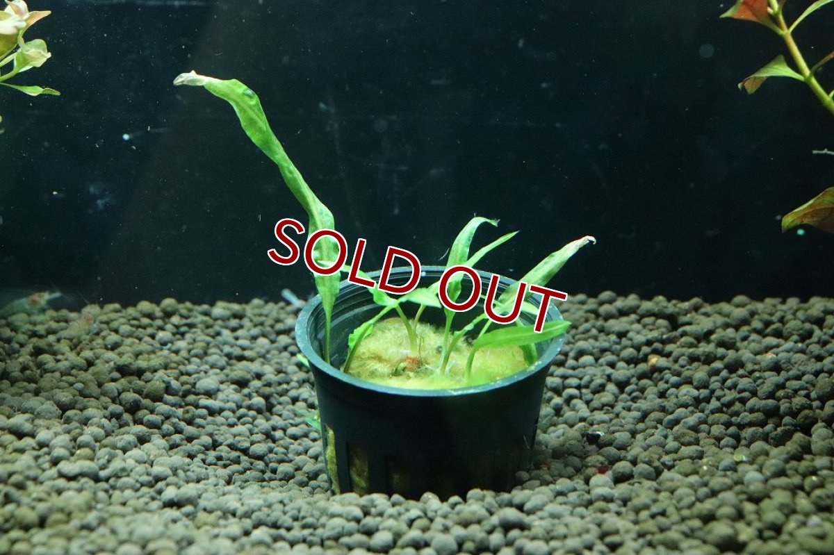画像1: 【通販 水草】クリプトコリネ バランサエ(輸入品)【1ポット サンプル画像】（陰性水草)（生体）（熱帯魚） (1)