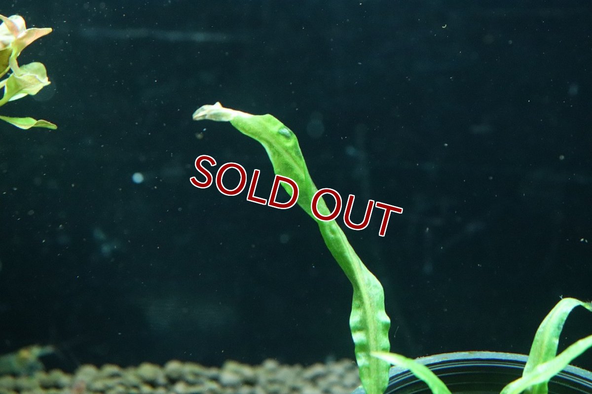 画像2: 【通販 水草】クリプトコリネ バランサエ(輸入品)【1ポット サンプル画像】（陰性水草)（生体）（熱帯魚） (2)