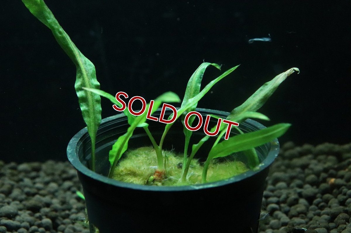 画像3: 【通販 水草】クリプトコリネ バランサエ(輸入品)【1ポット サンプル画像】（陰性水草)（生体）（熱帯魚） (3)