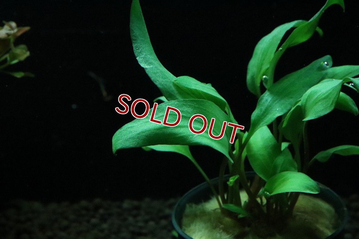 画像2: 【通販 水草】クリプトコリネ ペッチー(輸入品)【1ポット サンプル画像】（陰性水草)（生体）（熱帯魚） (2)