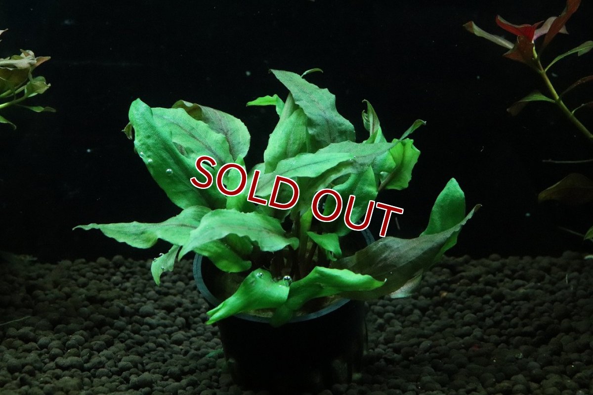 画像1: 【通販 水草】クリプトコリネ ウェンデュラータス(輸入品)【1ポット サンプル画像】（陰性水草)（生体）（熱帯魚） (1)