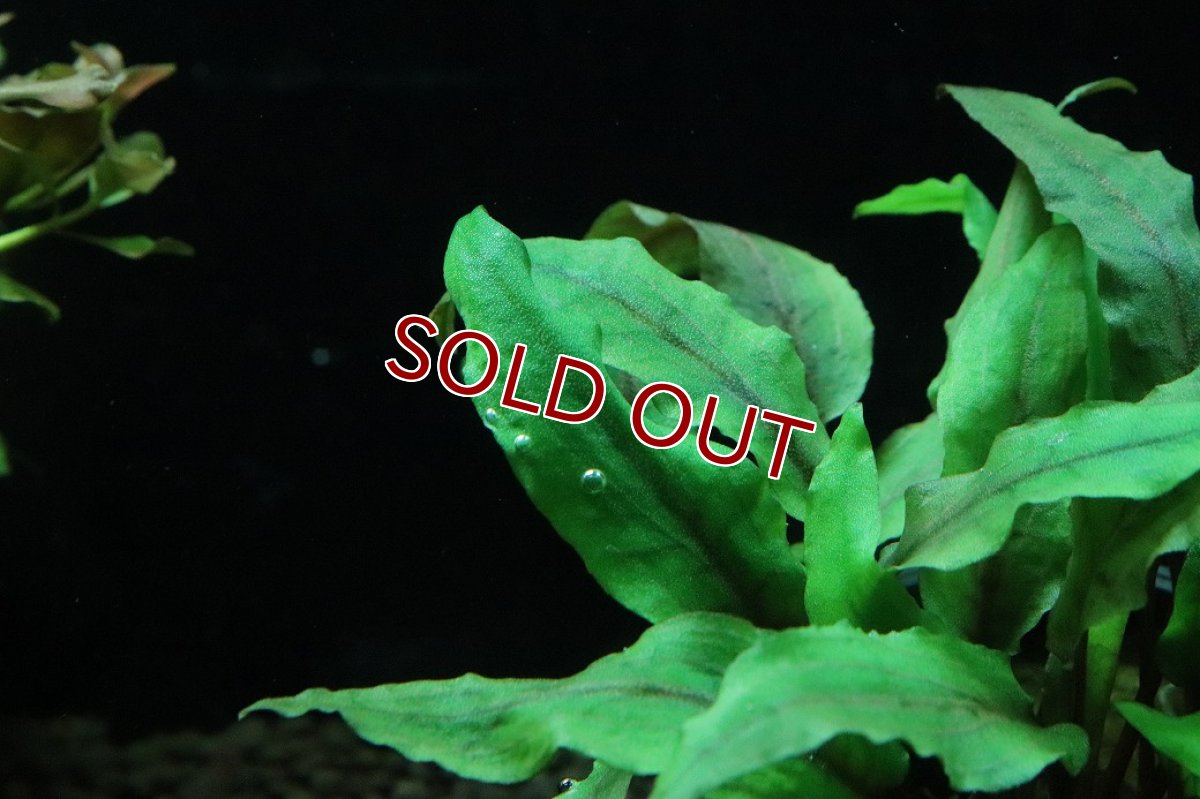 画像2: 【通販 水草】クリプトコリネ ウェンデュラータス(輸入品)【1ポット サンプル画像】（陰性水草)（生体）（熱帯魚） (2)