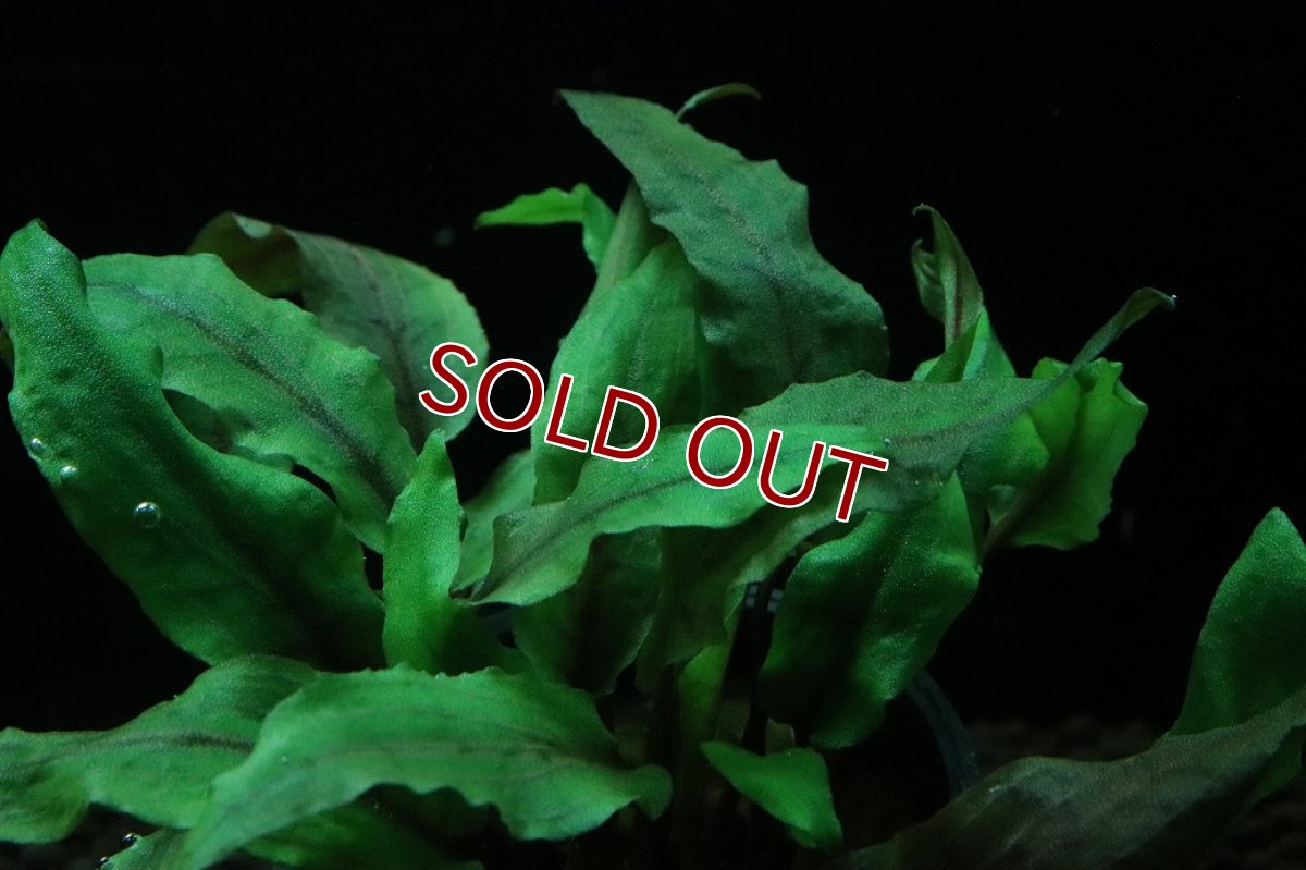 画像3: 【通販 水草】クリプトコリネ ウェンデュラータス(輸入品)【1ポット サンプル画像】（陰性水草)（生体）（熱帯魚） (3)